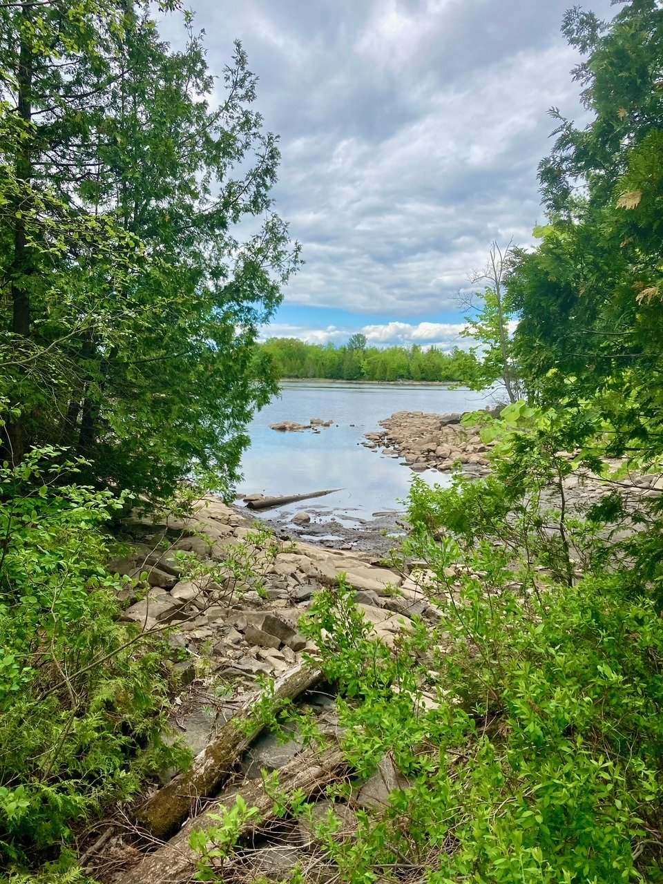 A forested stream feeding into the Ottawa River