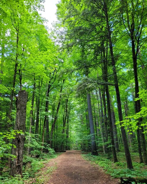 Old-growth forest path at Gillies Grove Nature Reserve