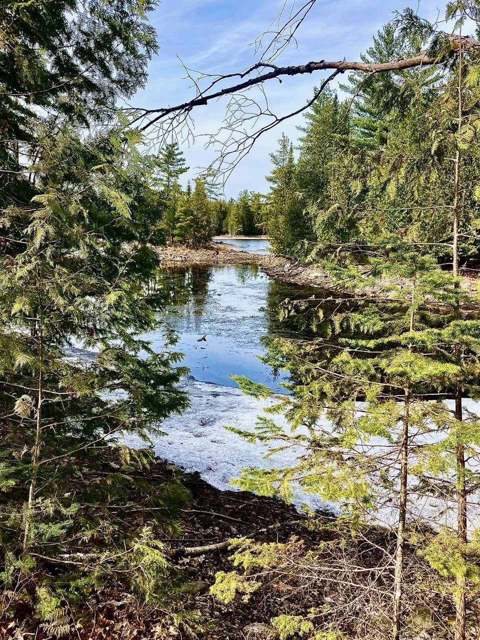 A quiet inlet on the Ottawa River framed by cedar trees
